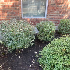 Bush Trimming by Quick Cut Lawn Care reviewed on August 17, 2025