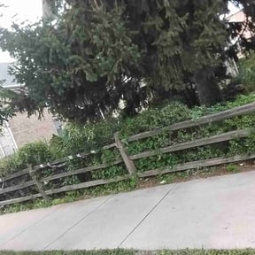 Bush Trimming by Jennifer Butler reviewed on November 21, 2025