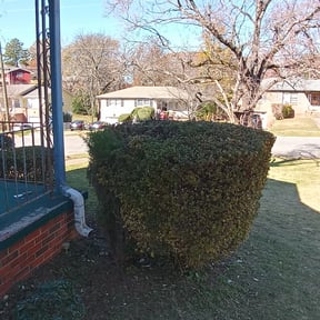 Bush Trimming by R&A landscaping reviewed on August 21, 2025