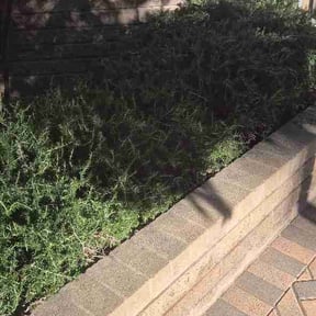 Bush Trimming by Epc reviewed on February 26, 2026