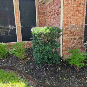 Bush Trimming by Lawn legends reviewed on August 18, 2026