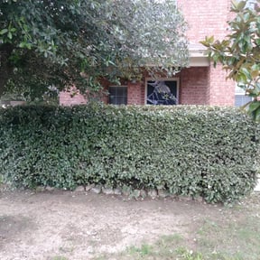 Bush Trimming by Nicole Volkhardt reviewed on July 17, 2025