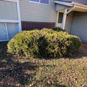 Bush Trimming by curb appeal lawn services reviewed on August 7, 2025