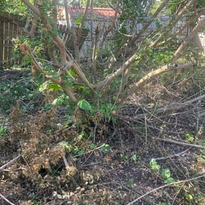 Bush Trimming by A&amp;S Lawn Care reviewed on May 3, 2024