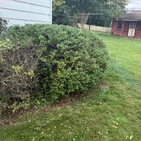 Bush Trimming by Serrano Brothers Handyman LLC reviewed on September 6, 2024