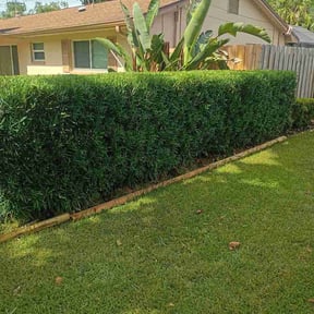 Bush Trimming by Lawn Care + reviewed on June 13, 2026