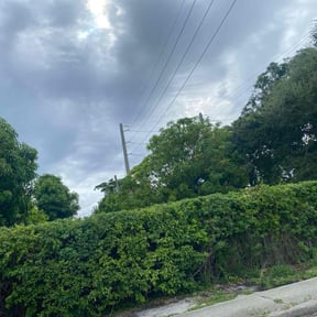 Bush Trimming by CNF Landscaping reviewed on October 19, 2025