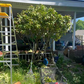 Bush Trimming by Wick Solutions reviewed on May 20, 2026
