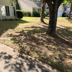 Bush Trimming by Land Elements inc reviewed on August 16, 2025
