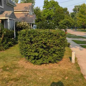 Bush Trimming by 66landscaping LLC reviewed on August 15, 2025