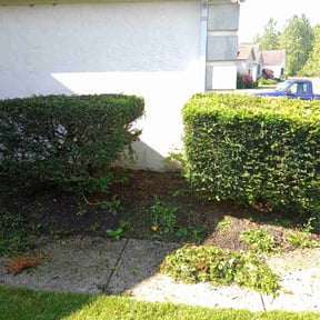 Bush Trimming by Weiler Lawn & landscape reviewed on August 16, 2025