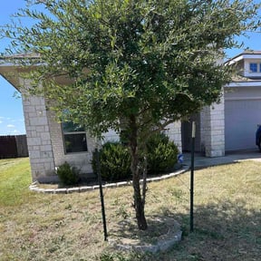 Bush Trimming by Allen Investments reviewed on October 20, 2025