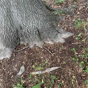 Leaf Removal by RGM ,LANDSCAPING reviewed on June 15, 2026