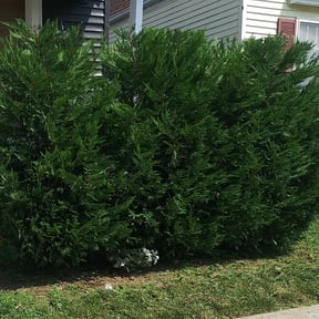 Bush Trimming by Pristine lawn care reviewed on August 21, 2025