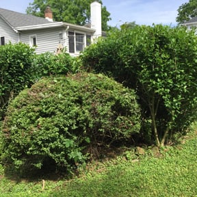 Bush Trimming by Great Work reviewed on August 19, 2025
