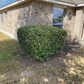 Bush Trimming by Uppercuts Lawn Care reviewed on November 22, 2025