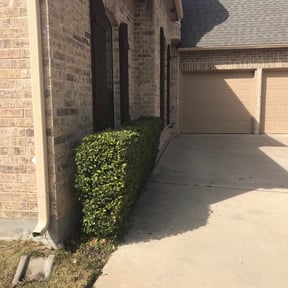 Bush Trimming by Tegridy Mushrooms LLC reviewed on November 18, 2025