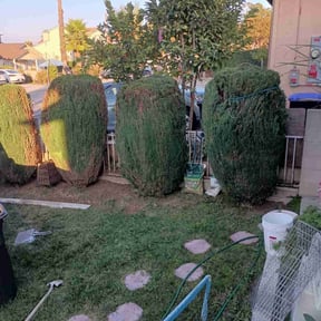 Bush Trimming by Driggers Consulting &amp; Handyman Services LLC reviewed on October 19, 2025