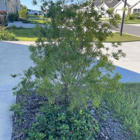 turf maintenance by Grass and Curb reviewed on August 7, 2025