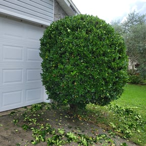 Bush Trimming by Escobedo Lawn service reviewed on October 21, 2025