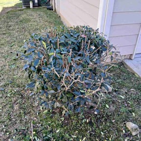 Bush Trimming by Roberts lawn reviewed on March 19, 2026