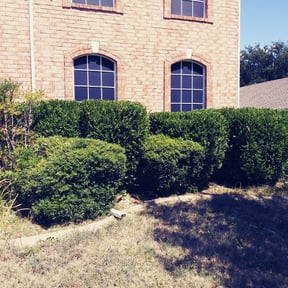 Bush Trimming by Leisure lawns reviewed on August 19, 2025