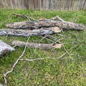 Leaf Removal by Keep it green reviewed on September 22, 2025