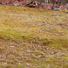 Leaf Removal by Nick Moskos reviewed on September 15, 2025