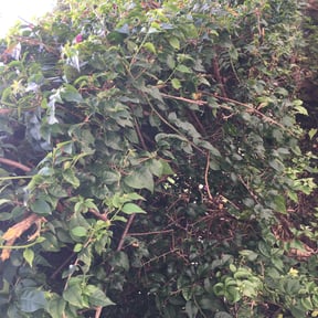 Bush Trimming by Cody Prescher reviewed on August 20, 2025