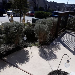 Bush Trimming by square yard reviewed on April 29, 2024