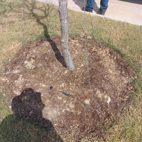 Flower Bed Weeding by Mr. Solomon reviewed on August 9, 2025