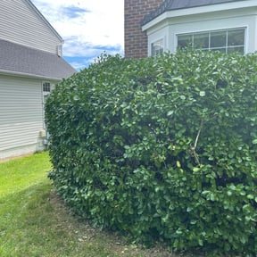 Bush Trimming by Double K Lawncare reviewed on August 21, 2025