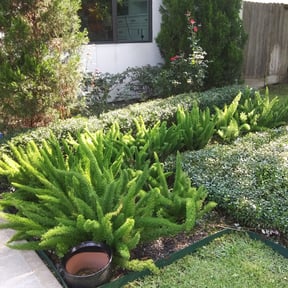 Bush Trimming by Paul and Paul lawn service and landscaping reviewed on November 22, 2025