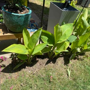 Flower Bed Weeding by Donna walker reviewed on July 1, 2026