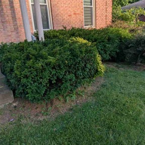 Bush Trimming by Advanced green services reviewed on June 10, 2026