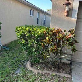 Bush Trimming by Top Notch Lawn &amp; Landscaping, LLC reviewed on November 23, 2025
