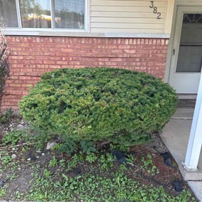 Bush Trimming by Dave&#039;s Lawncare reviewed on October 23, 2025