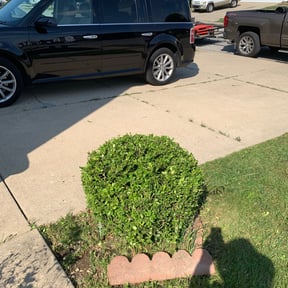 Bush Trimming by Express Innovations reviewed on August 21, 2025