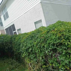 Bush Trimming by Lamberts Lawn trim and maintenance reviewed on February 11, 2022