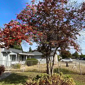 Bush Trimming by Mow-4-U reviewed on April 30, 2024