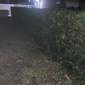 Bush Trimming by Ninja Lawn and landscape reviewed on November 15, 2024