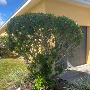 Bush Trimming by Clean Cut Lawn Service reviewed on October 24, 2025