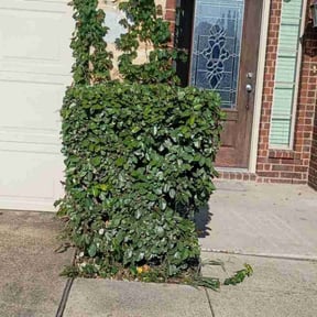 Bush Trimming by Stephen's Lawncare reviewed on October 24, 2025