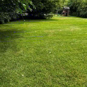 yard maintenance by Suncoast Mowing and Pressure Washing Company reviewed on August 20, 2025