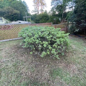 Bush Trimming by Magik Compass LLC reviewed on August 17, 2025