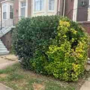 Bush Trimming by AP Landscapers reviewed on August 16, 2025