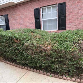 Bush Trimming by Champion Lawn Service reviewed on October 22, 2025