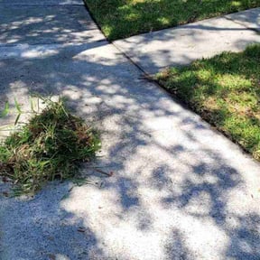 Bush Trimming by BSM & Co. Landscaping reviewed on August 17, 2025