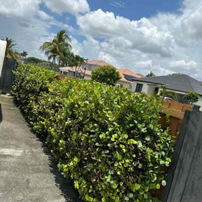 Bush Trimming by Henderson's Landscaping reviewed on November 18, 2025