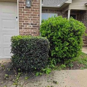 Bush Trimming by Sunshine lawncare reviewed on April 30, 2026